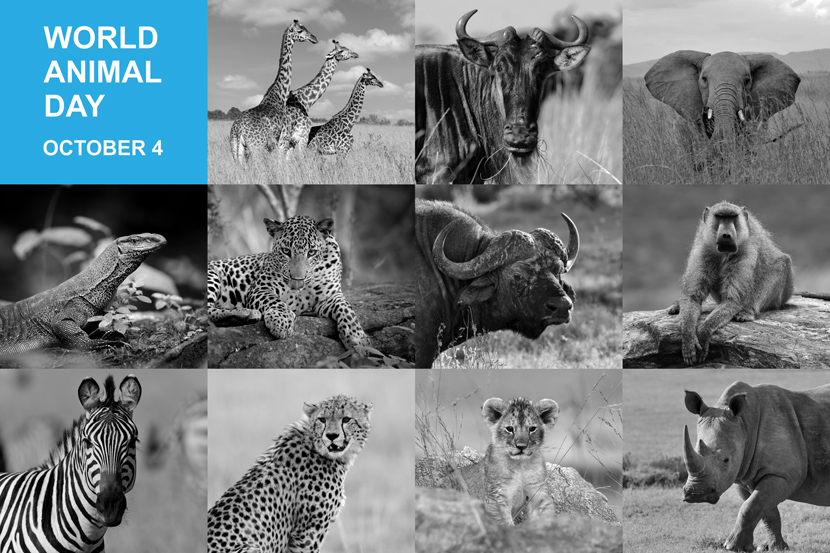 World Animal Day A Celebration of Animal Rights and Welfare